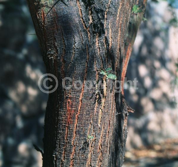 Yellow blooms; Deciduous