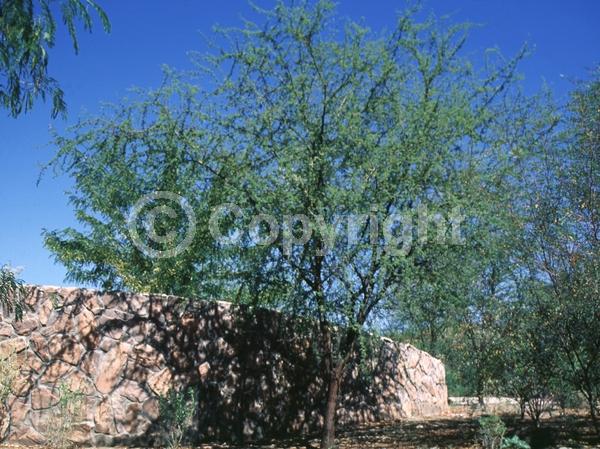 Yellow blooms; Deciduous