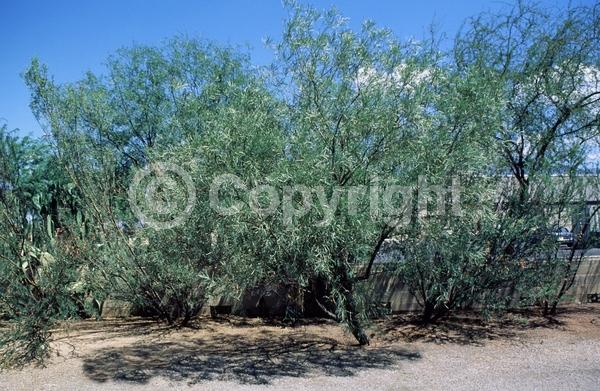 Yellow blooms; Evergreen