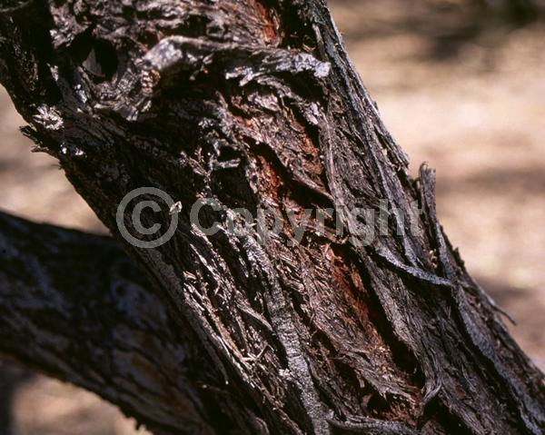 Yellow blooms; Evergreen