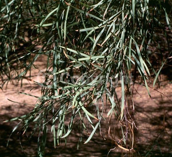 Yellow blooms; Evergreen