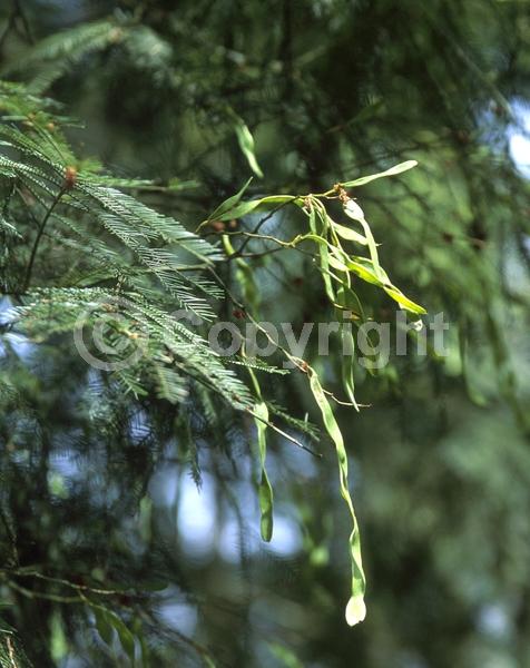 Yellow blooms; Evergreen