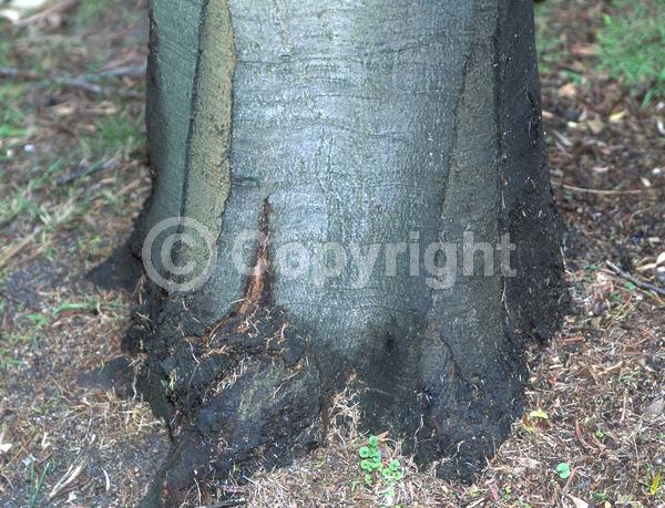Yellow blooms; Evergreen