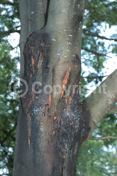 Yellow blooms; Evergreen