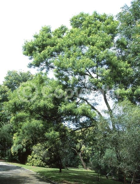 Yellow blooms; Evergreen