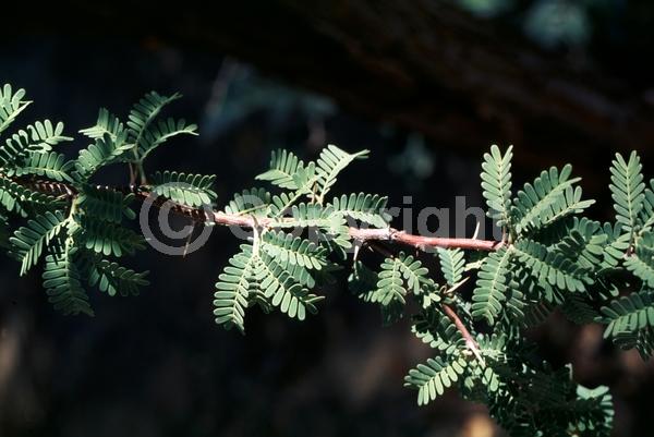Yellow blooms; Deciduous