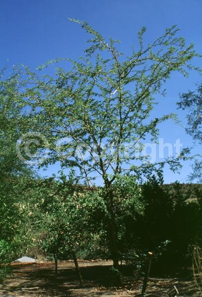 Yellow blooms; Deciduous