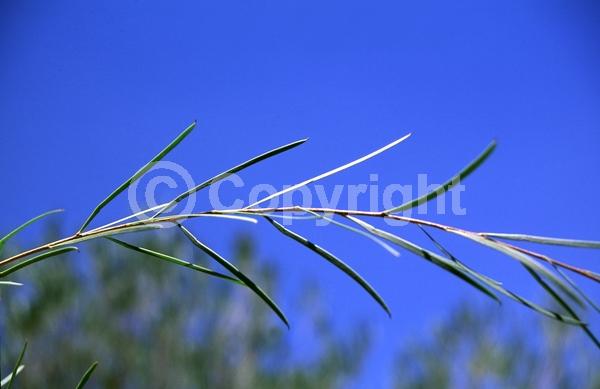 Yellow blooms; Evergreen