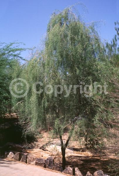 Yellow blooms; Evergreen