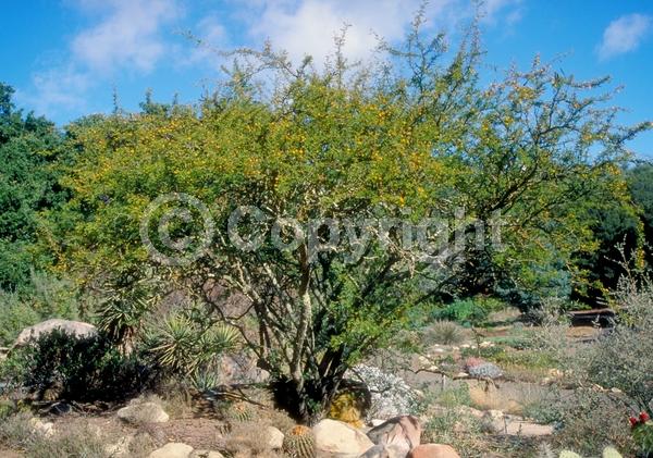 Yellow blooms; Evergreen; Semi-evergreen; Broadleaf; North American Native