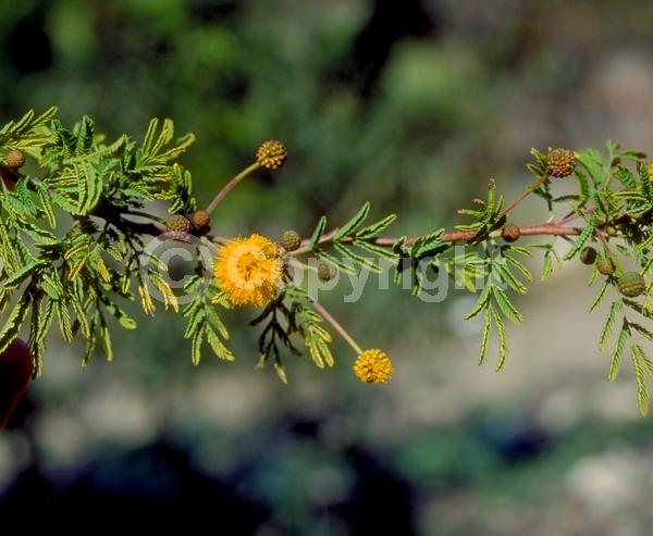 Yellow blooms; Evergreen; Semi-evergreen; Broadleaf; North American Native