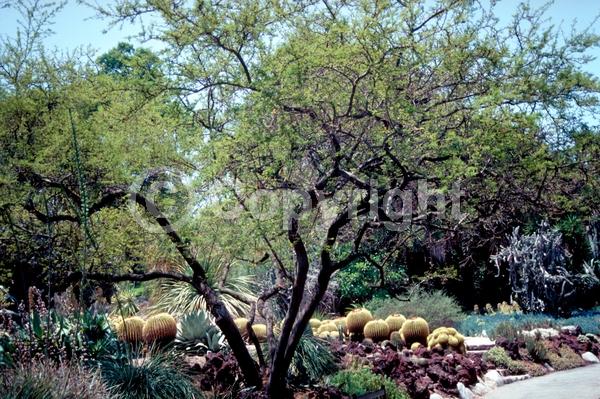 Yellow blooms; Evergreen; Semi-evergreen; Broadleaf; North American Native