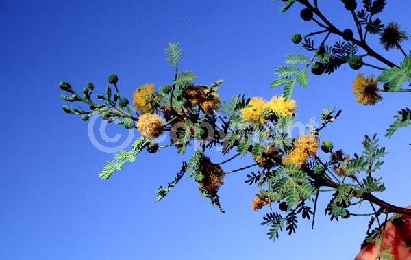 Yellow blooms; Evergreen; Semi-evergreen; Broadleaf; North American Native
