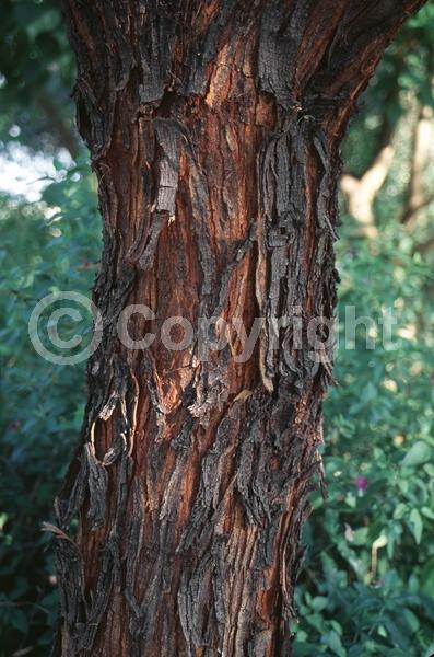 Yellow blooms; Evergreen; Semi-evergreen; Broadleaf; North American Native