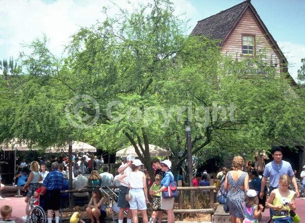 Yellow blooms; Evergreen; Semi-evergreen; Broadleaf; North American Native