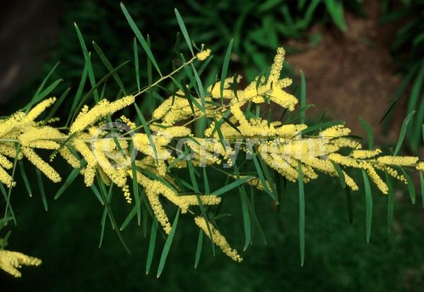 Yellow blooms; Evergreen; Semi-evergreen; Broadleaf; 