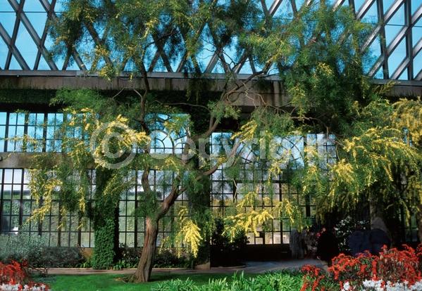 Yellow blooms; Evergreen; Semi-evergreen; Broadleaf; 