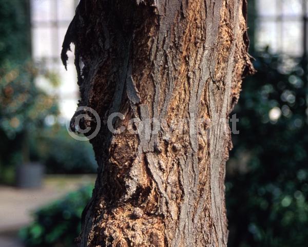 Yellow blooms; Evergreen; Semi-evergreen; Broadleaf; 