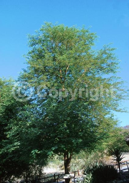 Yellow blooms; Evergreen; Semi-evergreen; Broadleaf