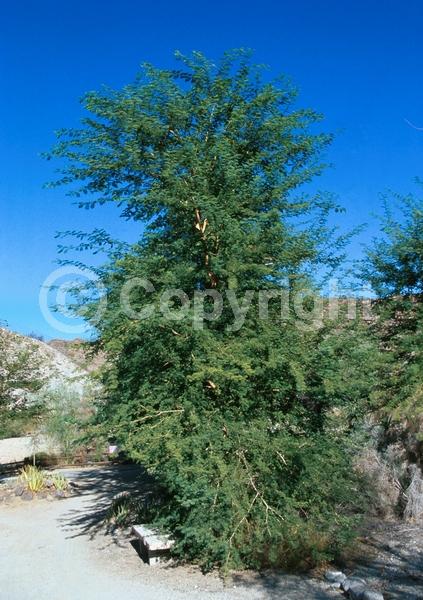 Yellow blooms; Evergreen; Semi-evergreen; Broadleaf