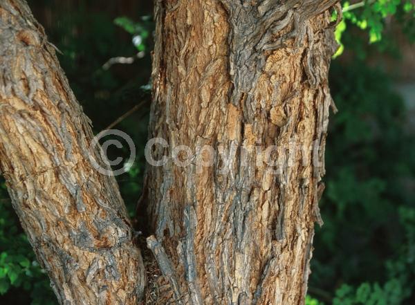 Yellow blooms; Evergreen; Semi-evergreen; Broadleaf