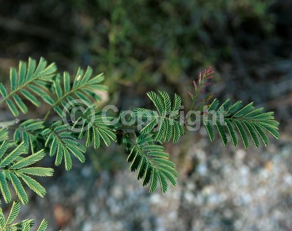 Yellow blooms; Evergreen; Semi-evergreen; Broadleaf