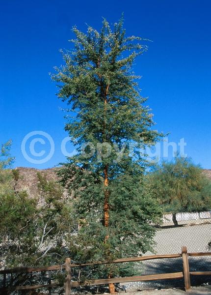Yellow blooms; Evergreen; Semi-evergreen; Broadleaf