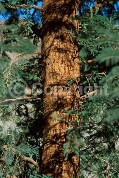 Yellow blooms; Evergreen; Semi-evergreen; Broadleaf