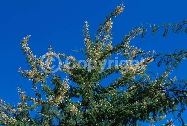 Yellow blooms; Evergreen; Semi-evergreen; Broadleaf