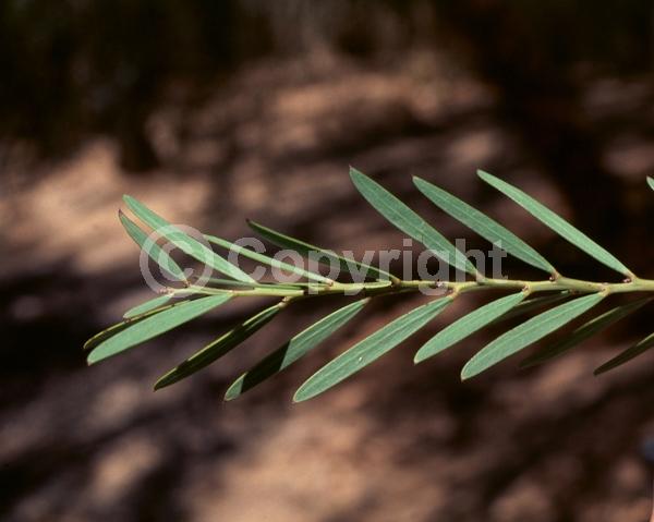 Yellow blooms; Semi-evergreen