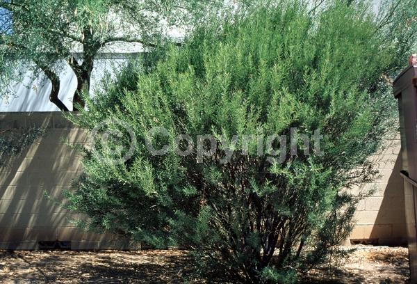 Yellow blooms; Semi-evergreen