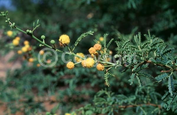 Yellow blooms; Deciduous