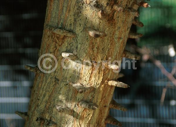 Yellow blooms; Evergreen; Semi-evergreen; Broadleaf