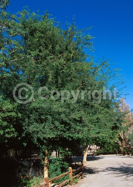 Yellow blooms; Evergreen; Semi-evergreen; Broadleaf