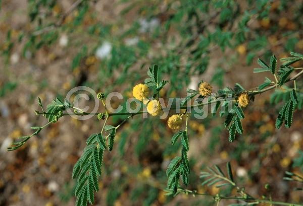 Yellow blooms; Evergreen; Semi-evergreen; Broadleaf