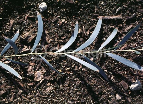 Yellow blooms; Evergreen; Broadleaf