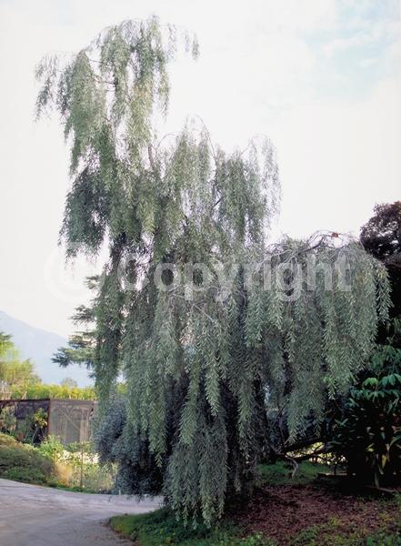 Yellow blooms; Evergreen; Broadleaf