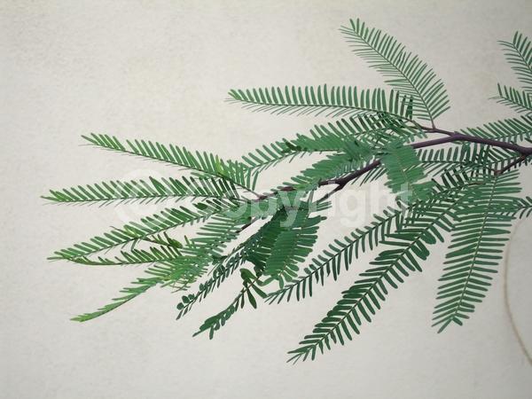 Yellow blooms; Semi-evergreen