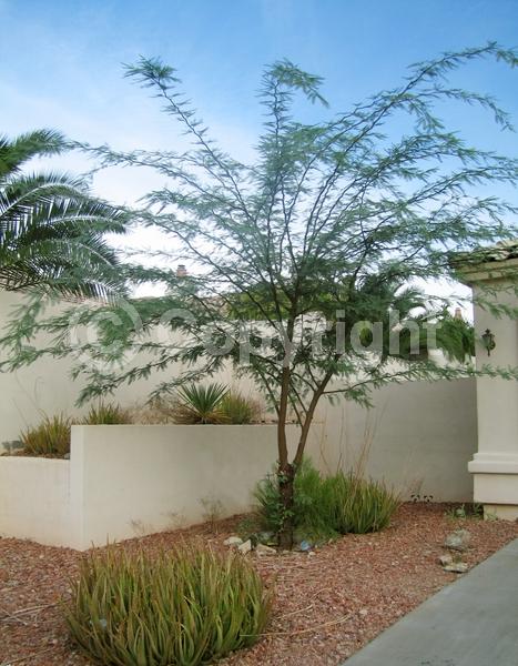 Yellow blooms; Semi-evergreen