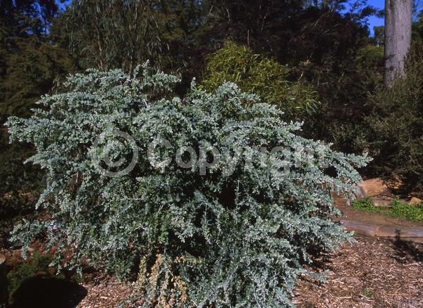 Yellow blooms; Evergreen