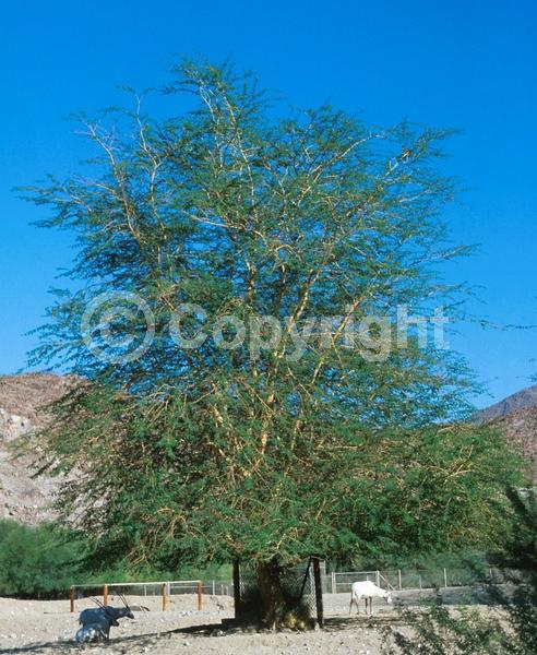 Yellow blooms; Evergreen; Broadleaf