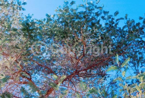 Yellow blooms; Evergreen; Broadleaf