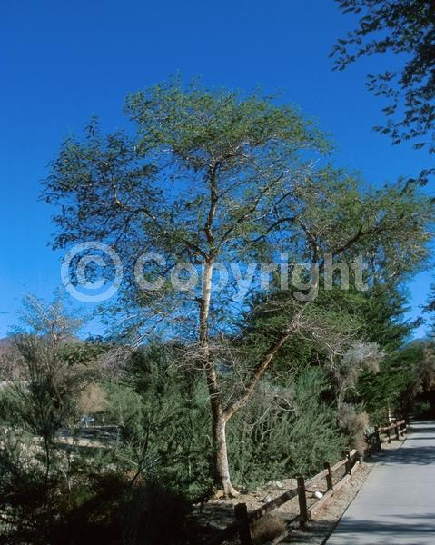 Yellow blooms; Evergreen; Broadleaf