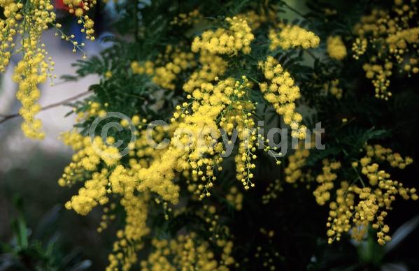 Yellow blooms; Evergreen; Semi-evergreen; Broadleaf