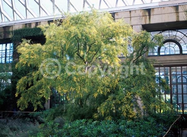 Yellow blooms; Evergreen; Semi-evergreen; Broadleaf
