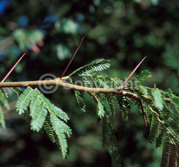 Yellow blooms; Evergreen; Broadleaf