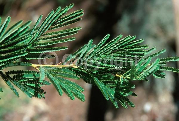 Yellow blooms; Evergreen; Broadleaf