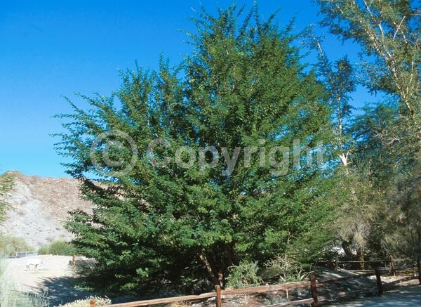 Yellow blooms; Evergreen; Broadleaf