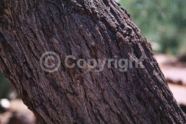 Yellow blooms; Evergreen