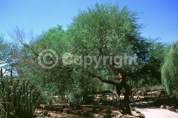 Yellow blooms; Evergreen